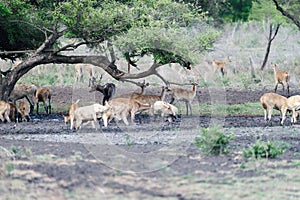 A group of Javan deer, Rusa timorensis in Baluran National Park, East Java, Indonesia