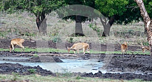 A group of Javan deer, Rusa timorensis in Baluran National Park, East Java, Indonesia