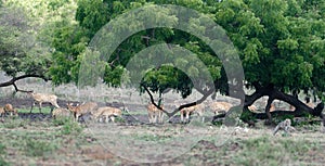 A group of Javan deer, Rusa timorensis in Baluran National Park, East Java, Indonesia