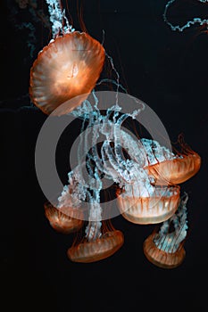 Group of jellyfish on dark background