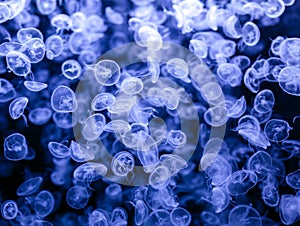 Group of jellyfish