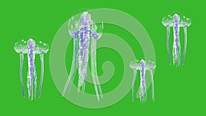 Group of Jellyfish Ocean Green Screen 3D Rendering Animation 4K