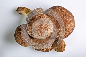 Group of jersey cow mushrooms on a white background close-up. View from above. Horizontal orientation. High quality