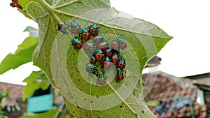 a group of jewel insects Tectocoris diophthalmus congregate around the tree of Ricinus communis photo