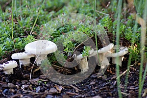 Group of joung Lactarius Piperatus