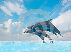 Skupina z skákanie delfíny 