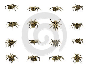 Group of Jumping spider isolated on white background.