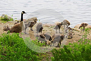 A group of juvenile Canada Geese being watched by a parent