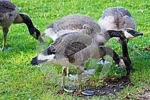 A group of juvenile Canada Geese eating grass