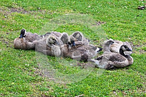A group of juvenile Canada Geese huddled together
