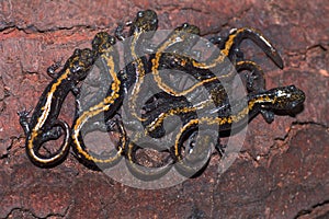 Group of juvenile long-toed salamanders, ambystoma macrodactylum