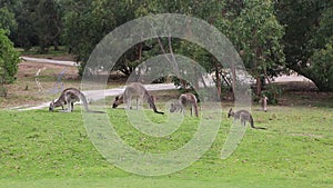 Group of kangaroo grazing