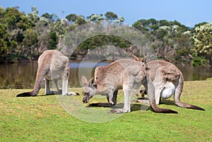 Group of kangaroos