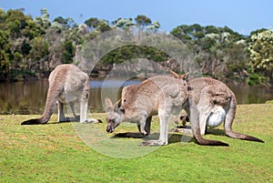 Grupo de canguros 