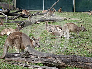 Group of kangaroos... Australia