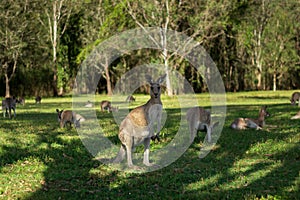 Group of kangaroos at Coombabah Park in Australia on a sunny day photo