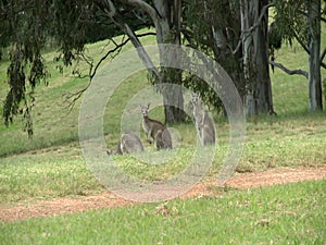 Group of Kangaroos Feeding
