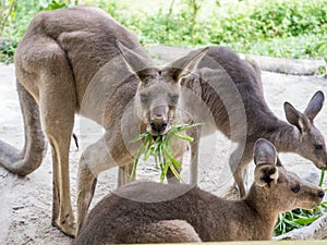 Group of kangaroos feeding in the park