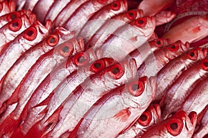 Group of Kapok fish, bigeye