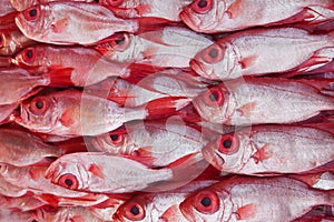 Group of Kapok fish, bigeye