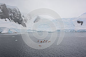 Grupo de kayakistas de acuerdo a glaciar antártico península 