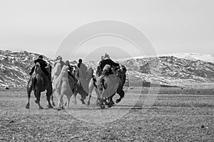 Camel race competition during the Golden Eagle Festival held in the winter in Ulgi Mongolia