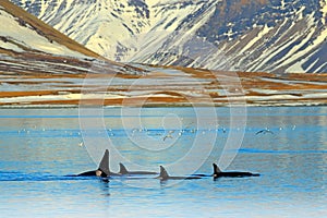 Group of killer whale near the Iceland mountain coast during winter. Orcinus orca in the water habitat, wildlife scene from nature