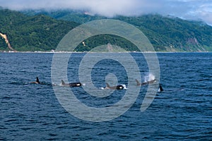 A group of Killer Whales swimming in the sea of Okhotsk near the Shiretoko Peninsula