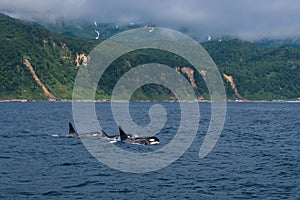 A group of Killer Whales swimming in the sea of Okhotsk near the Shiretoko Peninsula