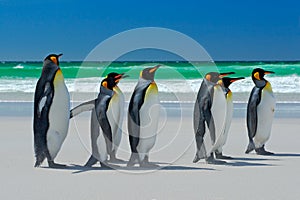 Group of King penguins, Aptenodytes patagonicus, going from white sand to sea, artic animals in the nature habitat, dark blue sky,