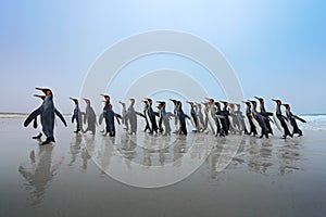 Group of King penguins, Aptenodytes patagonicus, going from white sand to sea, artic animals in the nature habitat, dark blue sky,