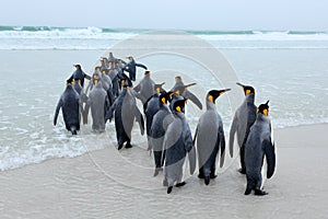 Group of King penguins, Aptenodytes patagonicus, going from white sand to sea, artic animals in the nature habitat, dark blue sky, photo