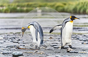 Group of King Penguins (APTENODYTES PATAGONICUS) on South Georgia