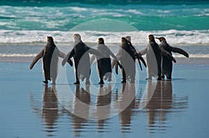 Group of King Penguins on the Beach