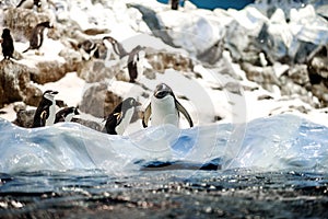 Group of King penguins in a colony.