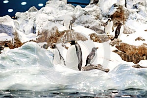 Group of King penguins in a colony.