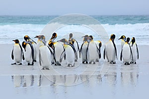 Group of king penguins coming back together from sea to beach with wave a blue sky, Volunteer Point, Falkland Islands. Wildlife sc