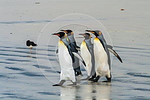 Group of king penguins going to the water