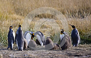 Group of King penguins on Pinguino Rey en Tierra del Fuego