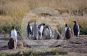 Group of King penguins on Pinguino Rey en Tierra del Fuego