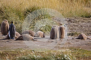 Group of King penguins on Pinguino Rey en Tierra del Fuego