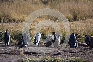 Group of King penguins on Pinguino Rey en Tierra del Fuego