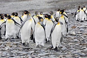 A group of king penguins runs over the pebble beach on Fortuna Bay, South Georgia, Antarctica