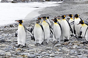 A group of king penguins runs over the pebble beach on Fortuna Bay, South Georgia, Antarctica