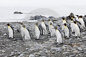 A group of king penguins runs over the pebble beach on Fortuna Bay, South Georgia, Antarctica