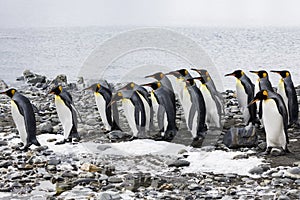 A group of king penguins runs in a row over the pebble beach on Fortuna Bay, South Georgia, Antarctica