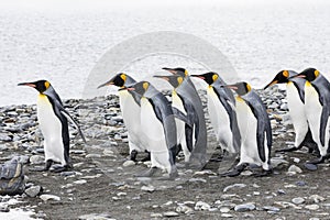 A group of king penguins runs in a row over the pebble beach on Fortuna Bay, South Georgia, Antarctica