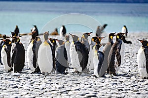 Group of King penguins  standing on beach sunbathing on beautiful day with turquoise sea water. South Georgia, Antarctica.