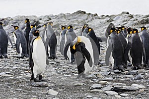 A group of king penguins are standing together on a pebble beach on Fortuna Bay, South Georgia, Antarctica