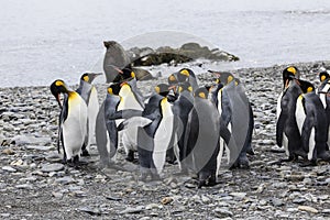 A group of king penguins are standing together on a pebble beach on Fortuna Bay, South Georgia, Antarctica